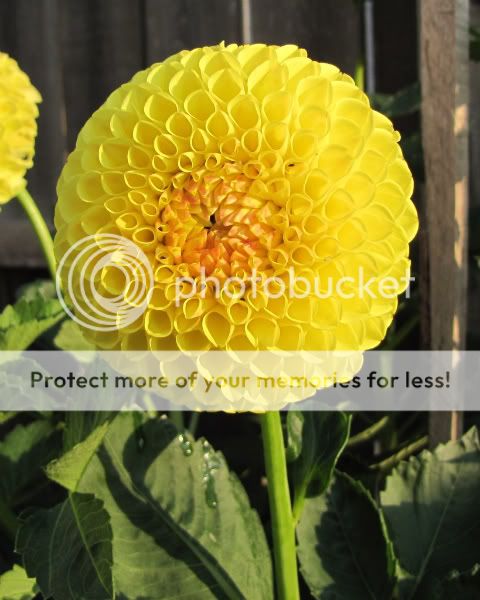 Dahlia - Tahoma Lael